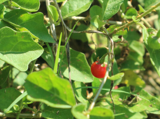 Dùng cà gai leo cần kiêng những gì