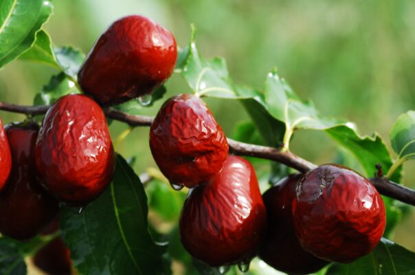 Giá trị dinh dưỡng của táo đỏ khô