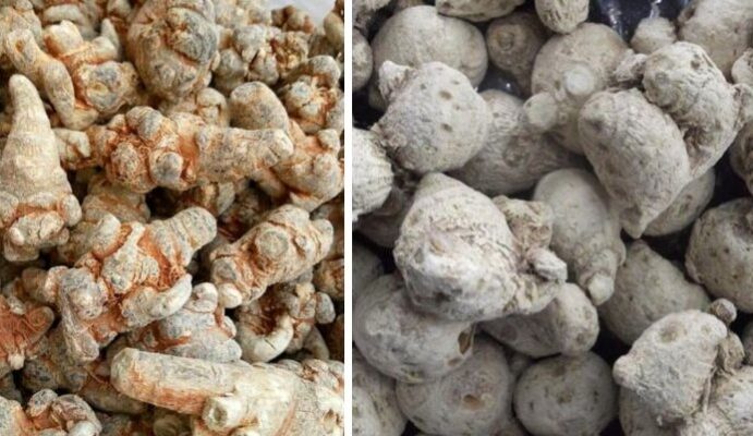 Bột tam thất mật ong có tác dụng gì?