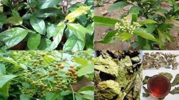 Cách sử dụng cây xạ đen