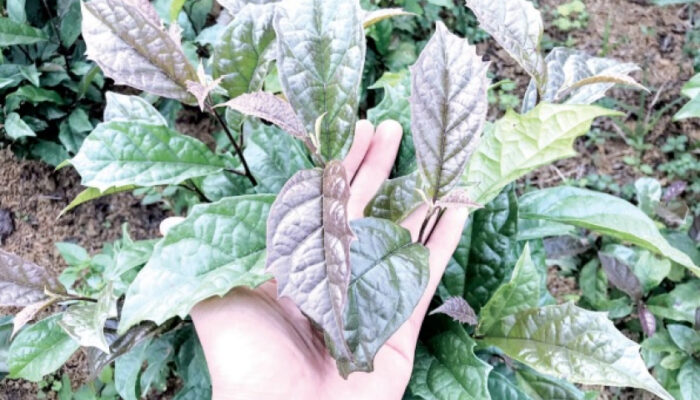 Cây xạ đen chữa bệnh gì?