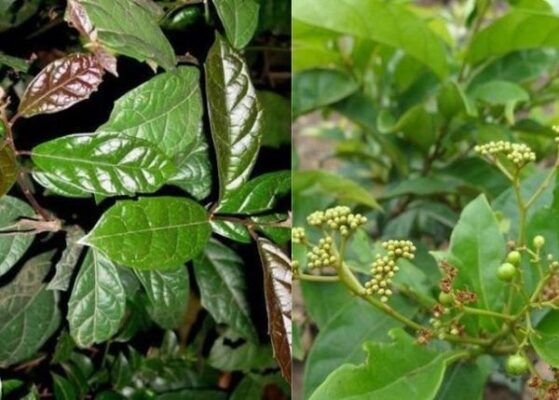 Cây xạ đen có lợi ích gì?