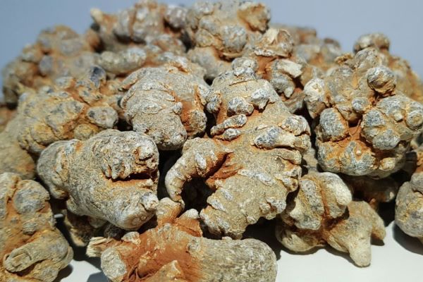 Chữa u xơ tử cung bằng tam thất