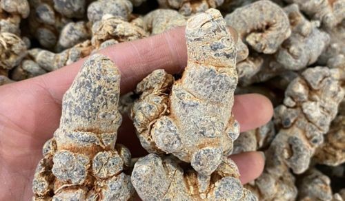 Chữa u xơ tử cung bằng tam thất an toàn và hiệu quả