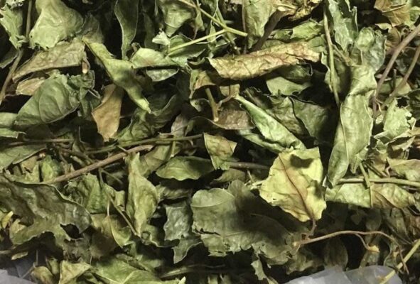 Công dụng của lá xạ đen với sức khỏe