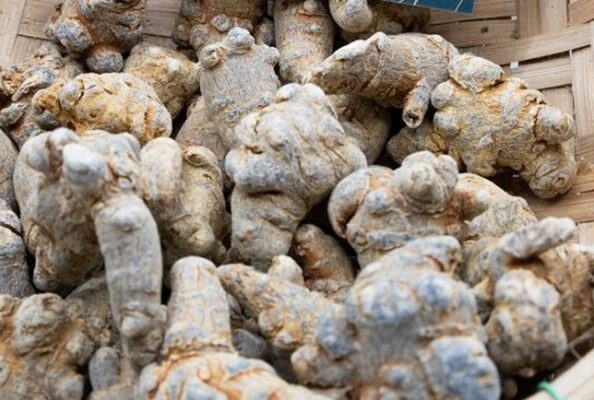 Công dụng đặc biệt của tam thất