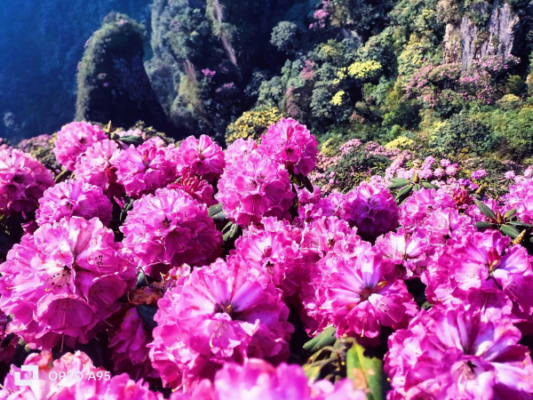 Núi Răng Cưa ở đâu?