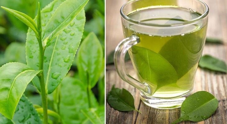 Lá trà xanh có lợi ích gì?