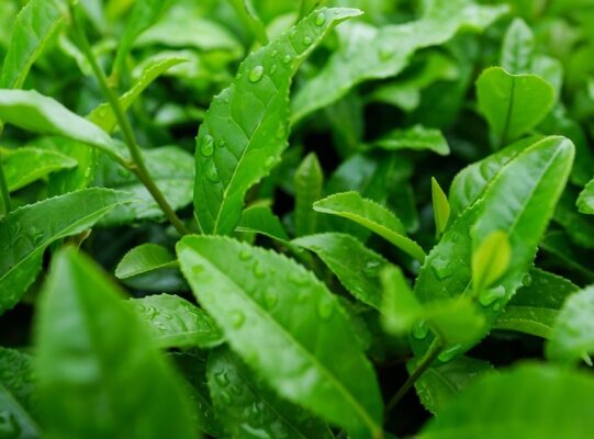 Lá trà xanh có tác dụng gì?