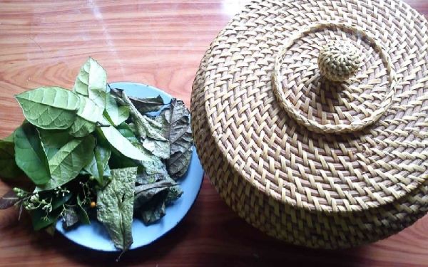 Lợi ích của cây xạ đen với sức khỏe