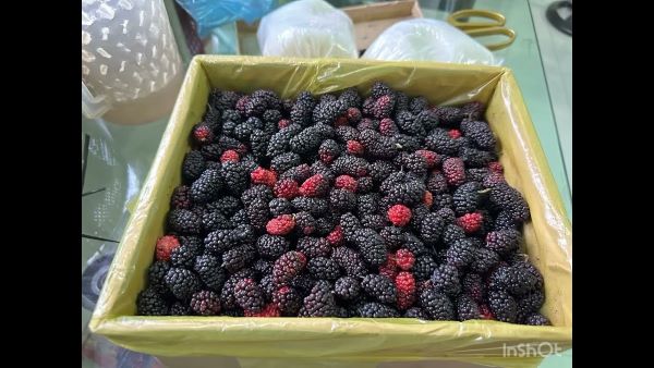 Lợi ích của rượu dâu tằm