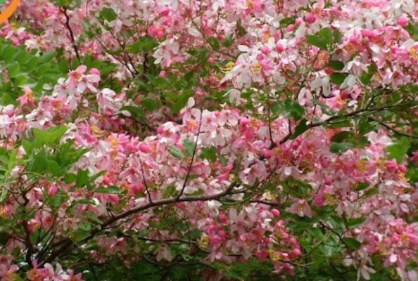 Ngắm hoa anh đào ở Mường Phăng Điện Biên