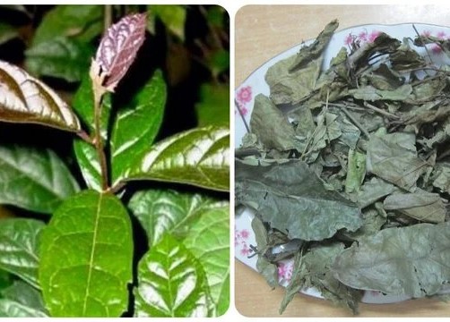 Người bị bệnh gan sử dụng cây xạ đen như thế nào hiệu quả