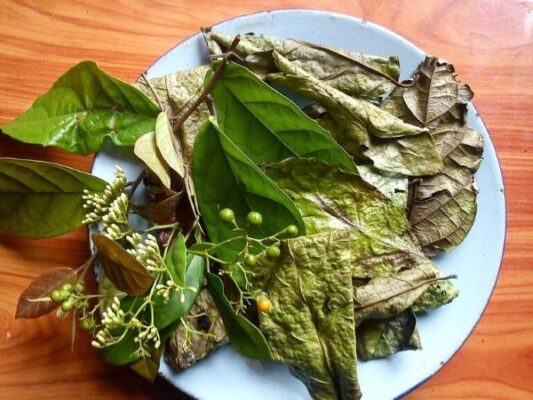 Những người không nên dùng cây xạ đen