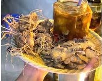 Tam thất tươi ngâm mật ong có tác dụng gì?