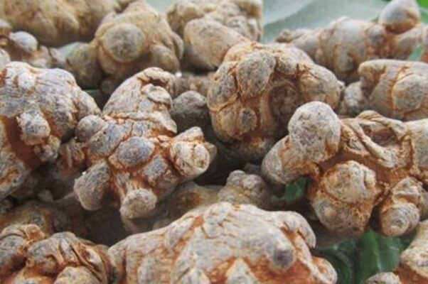 Tổng hợp các cách dùng tam thất