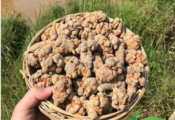 Uống bột tam thất thời điểm nào tốt nhất?