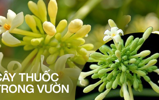 hoa đu đủ đực khô