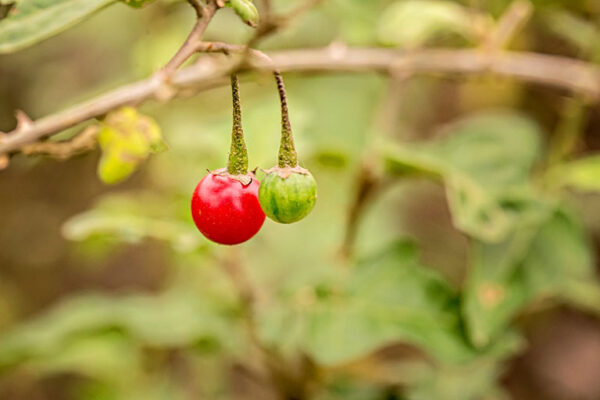 Các bài thuốc trị bệnh từ cây cà gai leo