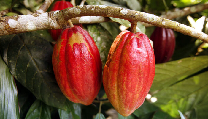 Tác dụng của cacao là gì?