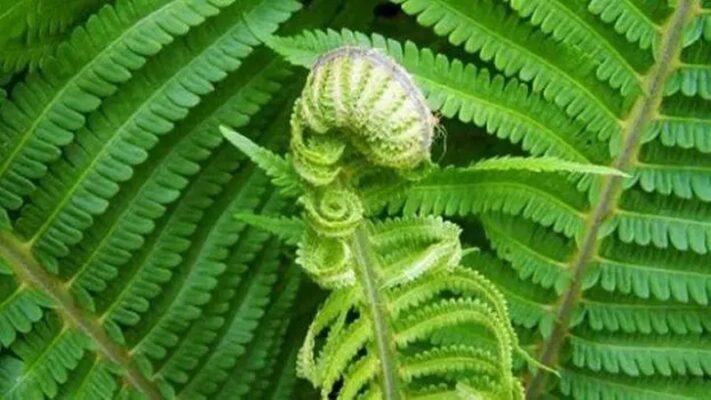 Tác dụng của cây rau dớn rừng Tây Bắc