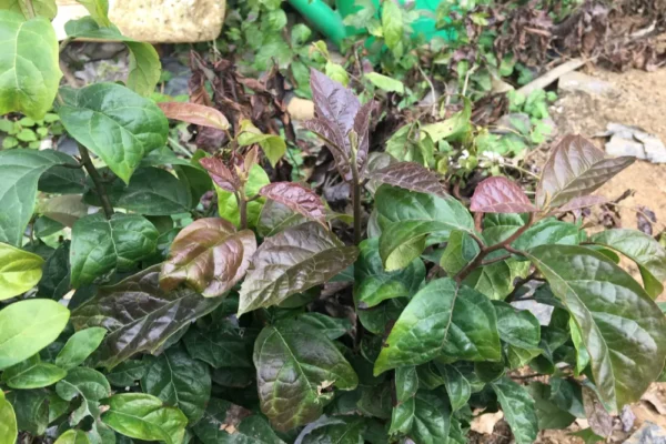 Tác dụng chống ung thư của cậy xạ đen