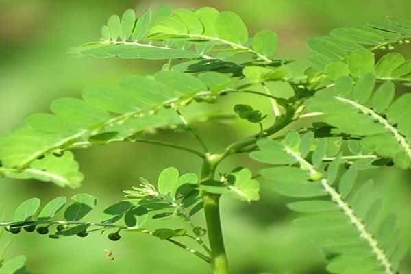 Uống cây Diệp hạ châu có tác dụng gì?