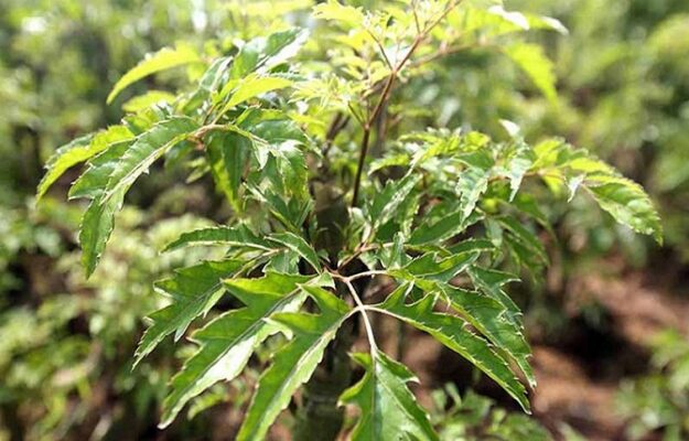 Tác dụng của lá đinh lăng đối với người huyết áp cao