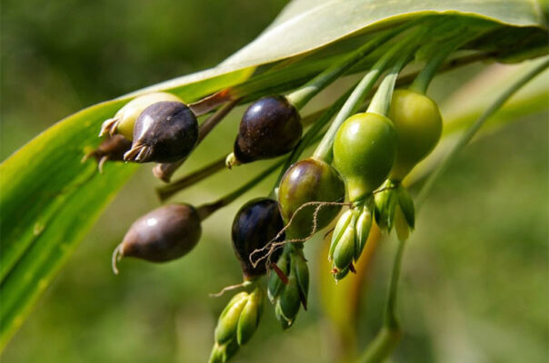 Các bài thuốc chữa bệnh từ hạt ý dĩ