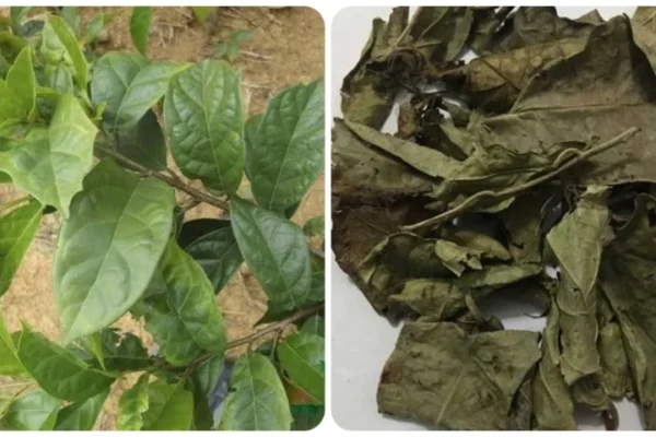 Công dụng của lá xạ đen với người bệnh gan là gì?