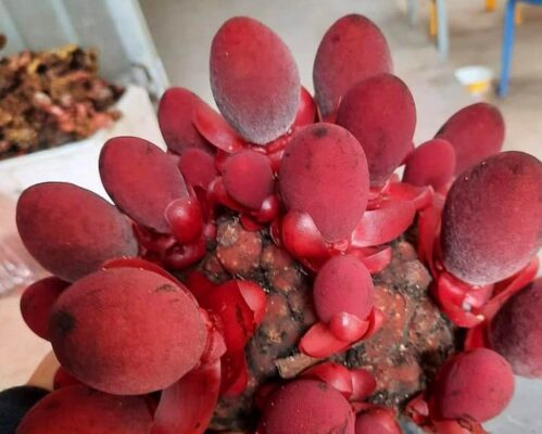 Nấm ngọc cẩu - thảo dược tự nhiên tăng cường sinh lý