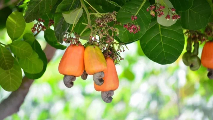 Có bao nhiêu loại dầu điều