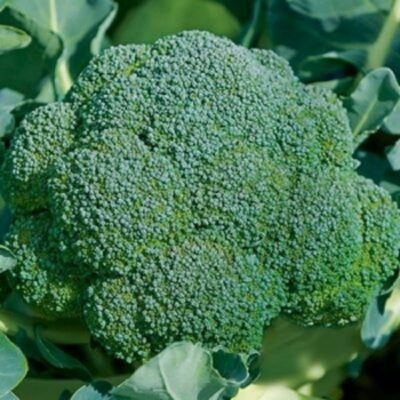 Những thành phần dinh dưỡng của xúp lơ xanh