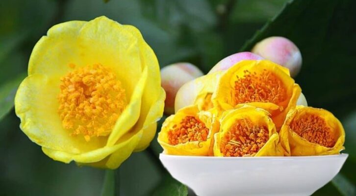 Trà hoa vàng với những công dụng kỳ diệu