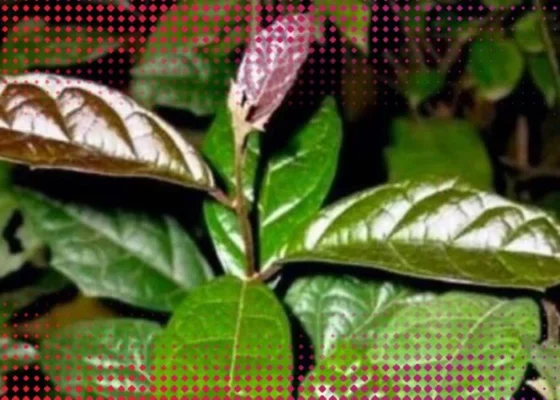 Cây xạ đen có tác dụng chữa bệnh không?