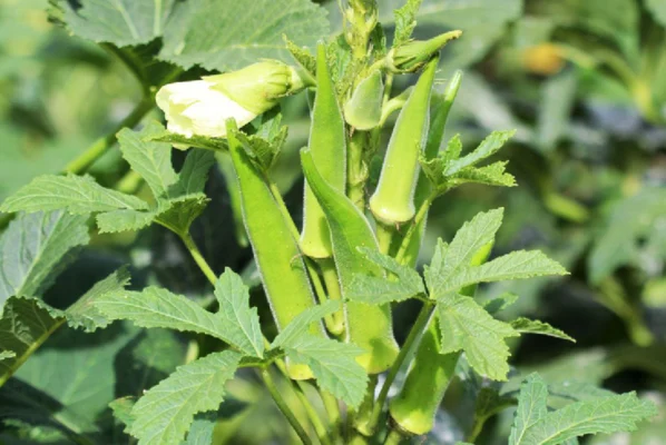 Đậu bắp có thật sự tốt cho xương khớp?