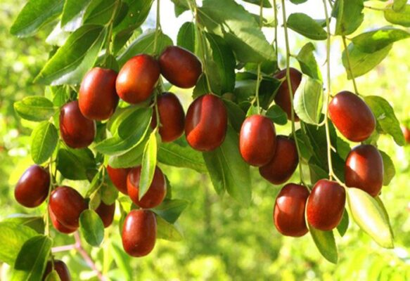 Táo đỏ Tân Cương có tác dụng gì?