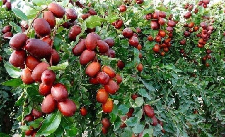 Những điều cần biết về tác dụng của táo đỏ với sức khỏe