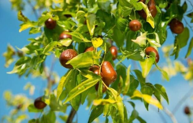 Táo đỏ - Siêu thực phẩm cho sức khỏe