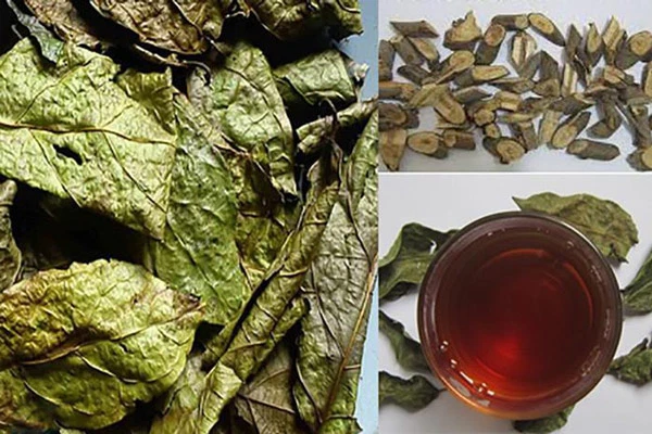 Tác dụng của lá xạ đen