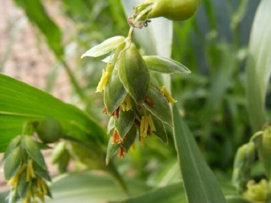 Hạt ý dĩ - những ai không nên dùng