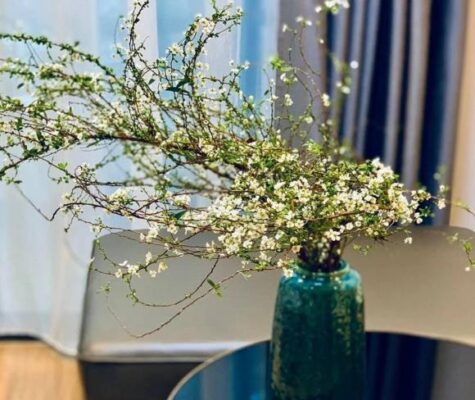 Hoa Tuyết Mai: Ý Nghĩa Trong Ngày Tết Nguyên Đán 2025