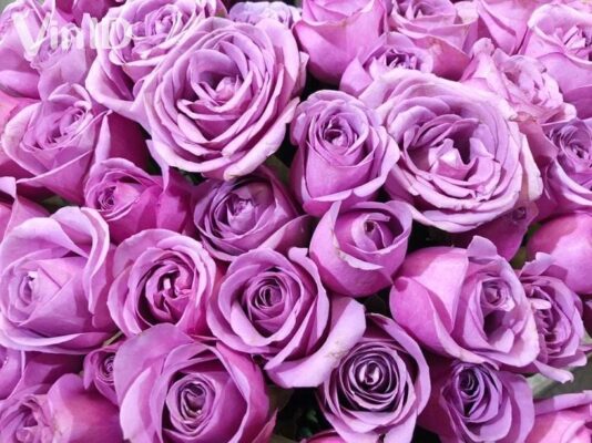 Loài hoa mang ý nghĩa may mắn trong ngày tết