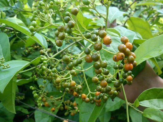 Quả Xạ Đen: Công Dụng và Những Lưu Ý Quan Trọng