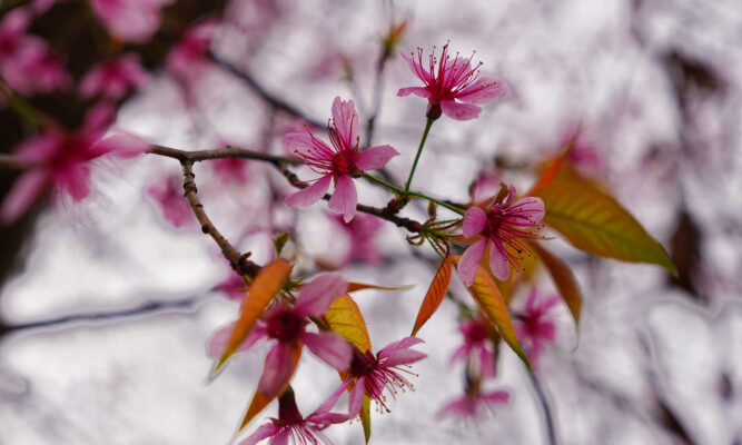 Mùa hoa tớ dày Mù Cang Chải - xao xuyến những trái tim.