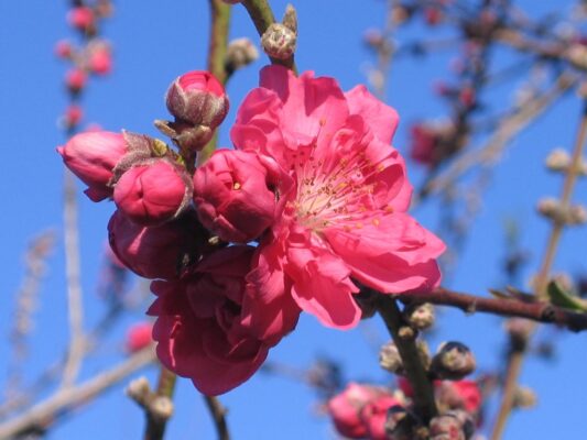 TOP 5 loại hoa đào phổ biến tại Việt Nam