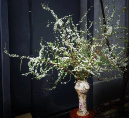 Ý Nghĩa Hoa Tuyết Mai: Cây Hoa "Hot" Ngày Tết