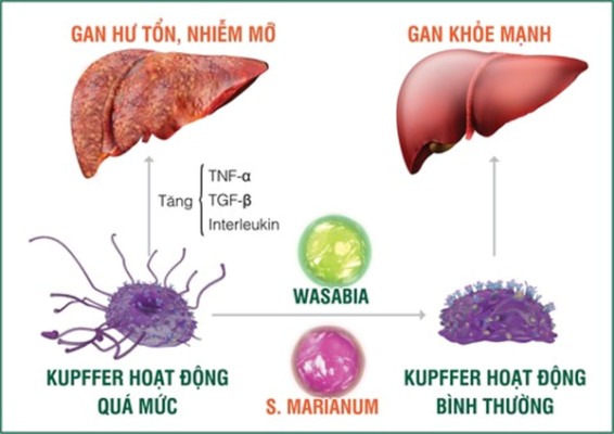 Bệnh gan nhiễm mỡ là gì?