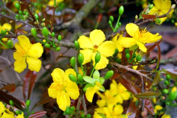 Các loại hoa trang trí Tết mang lại may mắn cho gia chủ