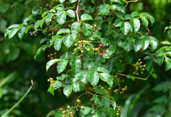 Cách sử dụng cây chè dây chữa đau dạ dày